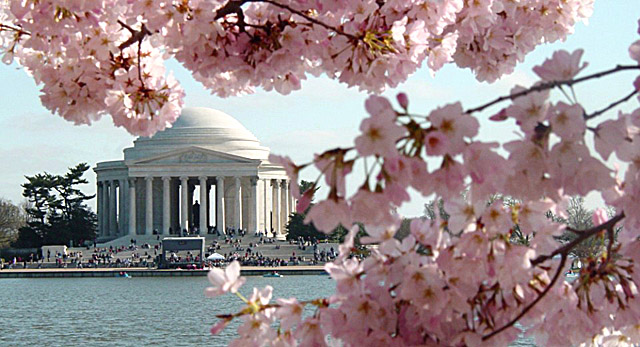 cherry-blossoms